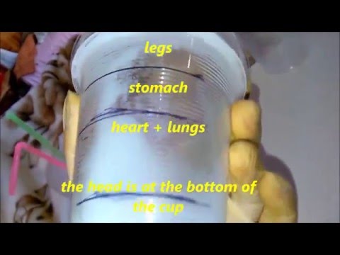 How To Make Plasma Health Cups - Tutorial - Cup of Life - Homemade - Keshe Technology For Healing