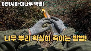 나무 뿌리 죽이기, 제발 고생하지 말고 '이렇게' 하세요 ????????