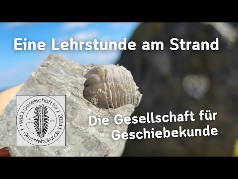 Eine Lehrstunde am Strand - Fossilien suchen an der Ostsee