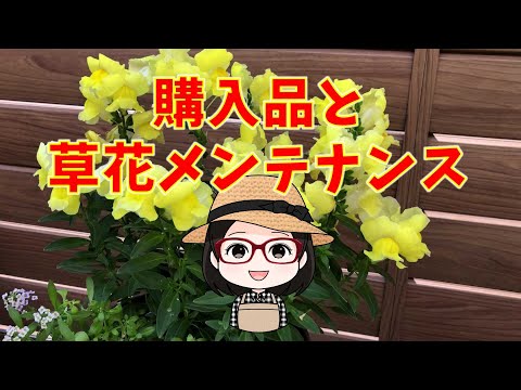 ホワイトジャスミン、ジャスミン・オフィシナリス、ジャスミン・オフィシナリス