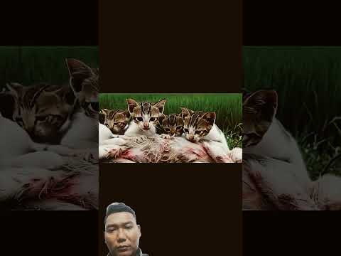 mom cats😭❤❤ #cats #sad #sick #shorts #vuralshorts