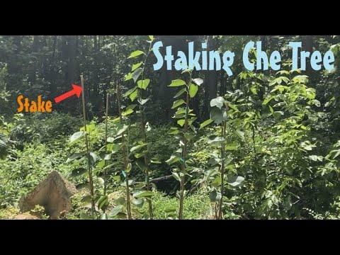Staking Che Tree.  Chinese Mulberry / Melonberry