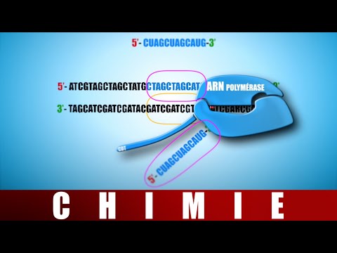 [UE7] TRANSCRIPTION : pose de la coiffe/queue, épissage, édition