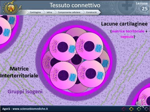 Histology 25 - Cartilage