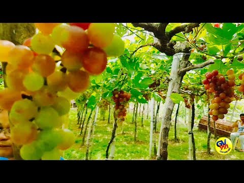 Berries para sa mga recipe ng hapunan slimming Kung paano mawalan ng timbang mabilis para sa limang kg