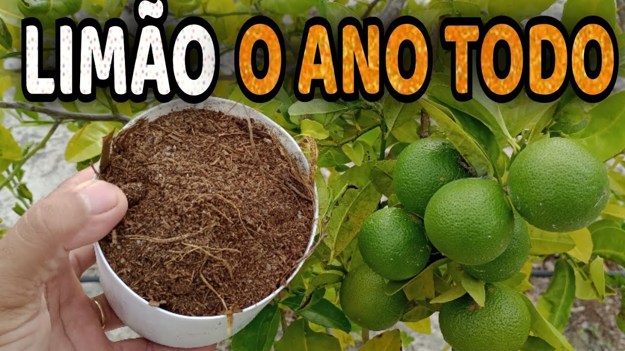 Esse Adubo FAZ CARREGAR DE TANTOS FRUTOS (Limão o ano todo)
