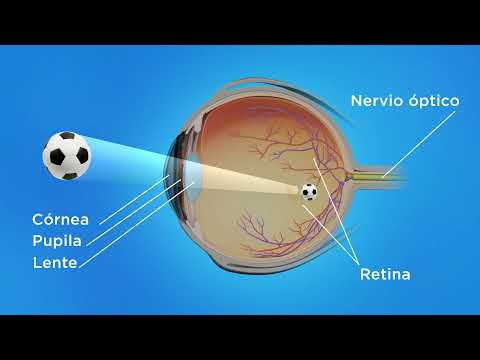 Como funciona el ojo