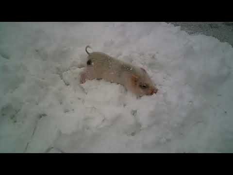 Hamlet the Mini Pig - First Snow Part 2