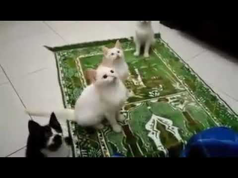 Zikr of cats