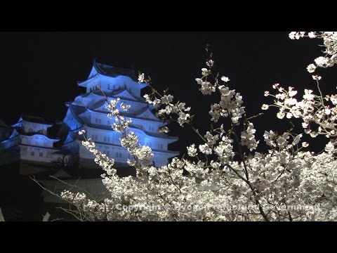 姫路城（夜桜）②
