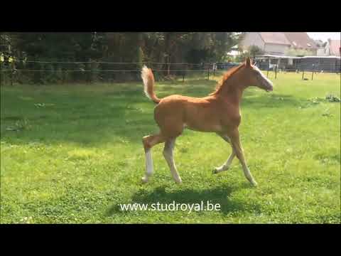 Larnaca de Muze & offsprings