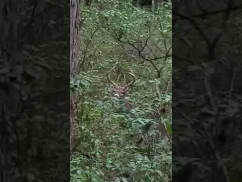 Big buck sneaking through the mountain laurel 🦌
