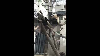 くしゃみ連発のシャンシャン^^2019/1/6撮影