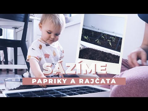 Sázíme papriky a rajčata | VLOG
