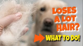 ❌🐶How To Prevent Your Dog From Losing a Lot of Hair