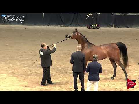N.199 GHAZALA EL JAMAAL - LAS VEGAS 2019 - Arabian World Cup Senior Breeding Mares (Class 117).mp4