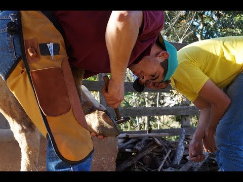 Curso de Casqueamento e Ferrageamento