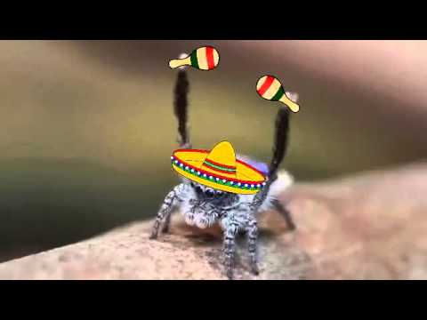 4chan /wsg/ - Conga Spider