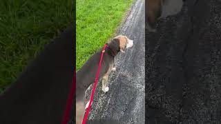 Video preview image #1 Coonhound-Unknown Mix Puppy For Sale in Rootstown, OH, USA