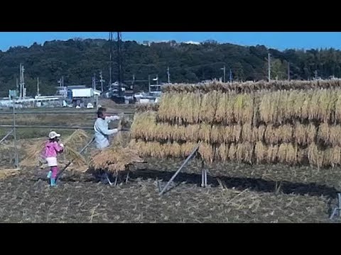 稲刈りの後ってナゼ天日に干すの!?地域で干し方や名前が違う理由は?? | イケてる男子のブレインミルク