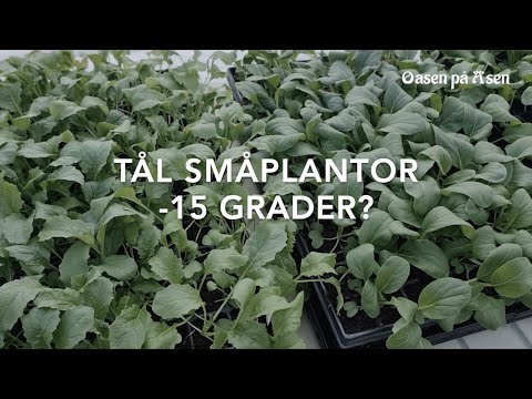 Tål småplantor minus 15 grader?