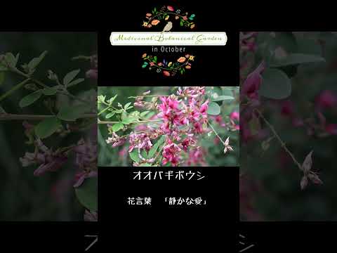 薬用植物園にて。（2024年10月）