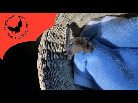 Fledermaus NRW - Auswilderung von Pritti am  21.07.23