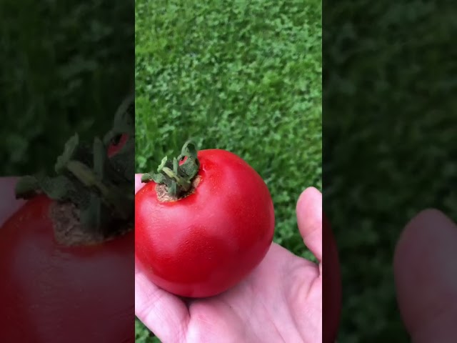 Стандарт поставки видео №1 Томат Дар Заволжья