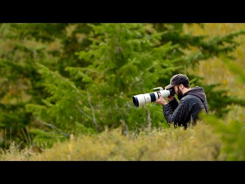 Jackson Hole Wildlife Photography With Sony a7R IV 200-600mm