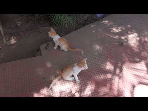 Cute Kittens Wilson Resort Kovalam