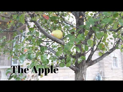 The Apple