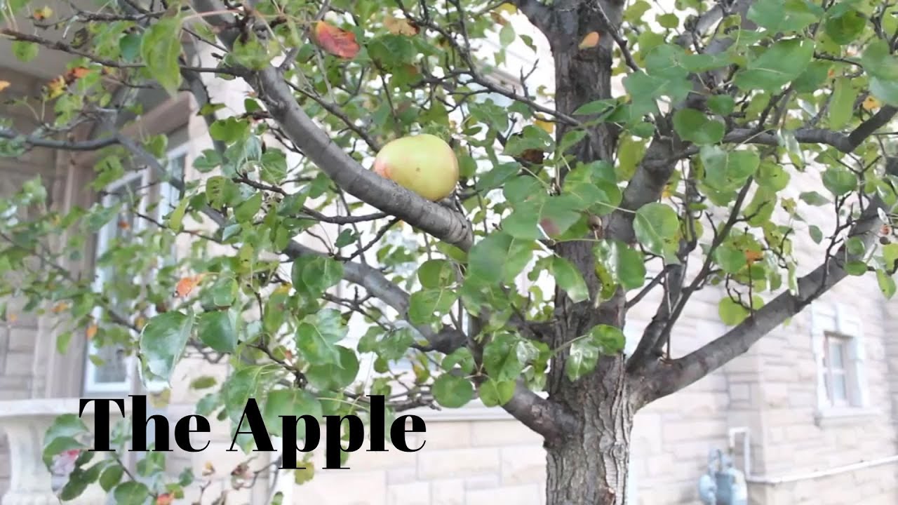 The Apple