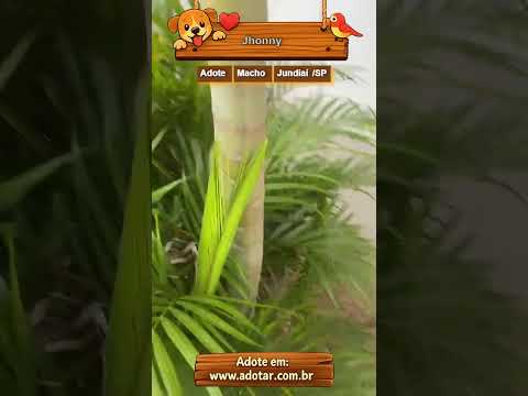 Vídeo de Jhonny