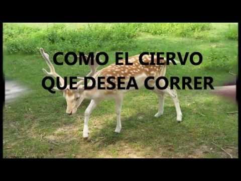 Tony Perez Tengo Sed De Ti (Letras)