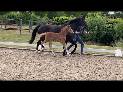 SF Sezuan's Donnerhall De Niro 2020