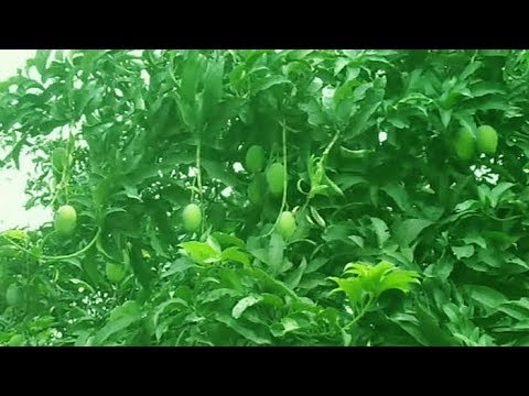 ঠাকুরগাঁয়ে সূর্যমুখী আম