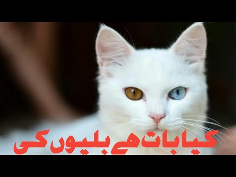 Well style of amazing cats | Funny Content