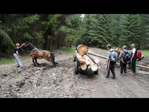 Un cal putere (Munții Harghita, România)