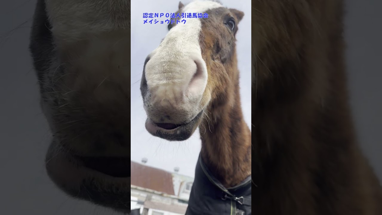 どの角度も可愛いメイショウドトウ