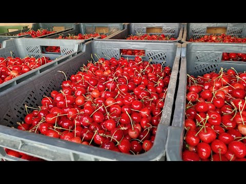 Aktualne ceny czereśni w hurcie – Bronisze, 22.06.2023