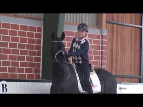 DARK SENSATION - *2012 stallion by Destano - SOLD!!!