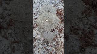 CAMPING TIPS | Beware of these potentially natural disasters | #shorts