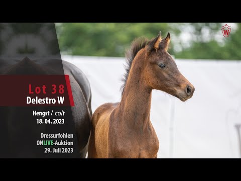ONLIVE-AUKTION Lot 38 Delestro W Hengst v. Dynamic Dream - Fürstenball