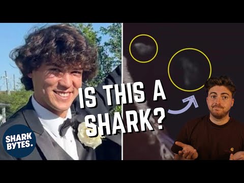 Cameron Robbins Shark Attack: Shark Scientist Opinion.