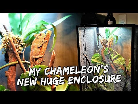 My Chameleon's New Epic, Modified Enclosure | Vlog #409