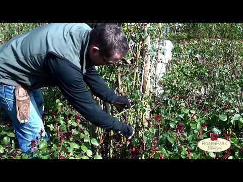 Rosenschnitt Teil 2 - Kletterrosen