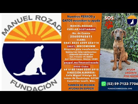 URGENTE!! perritos necesitan tu ayuda😭💔