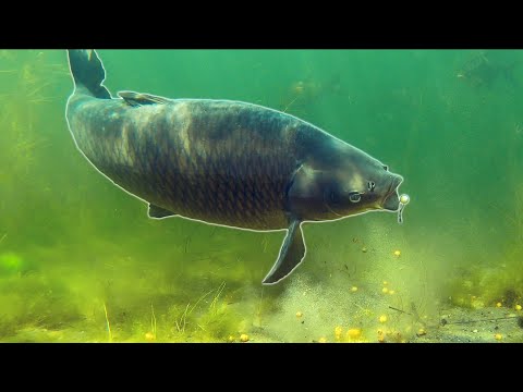 Extreme Underwater Carp Fishing!