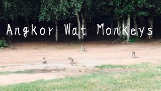 Angkor Wat Monkeys [Siem Reap,Cambodia]