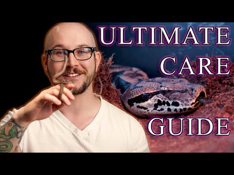 The Ultimate Snake Care Guide | How To Care For Your Pet Snake From Hatchling To Adult
